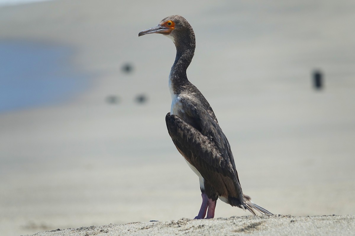 Guanay Cormorant - ML637742538