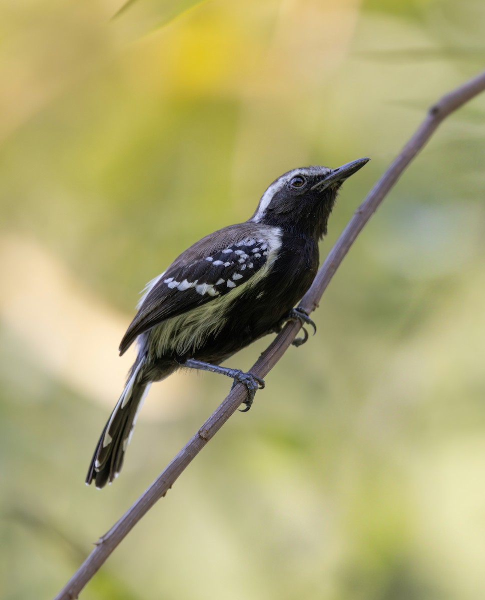 Northern White-fringed Antwren - ML637742549