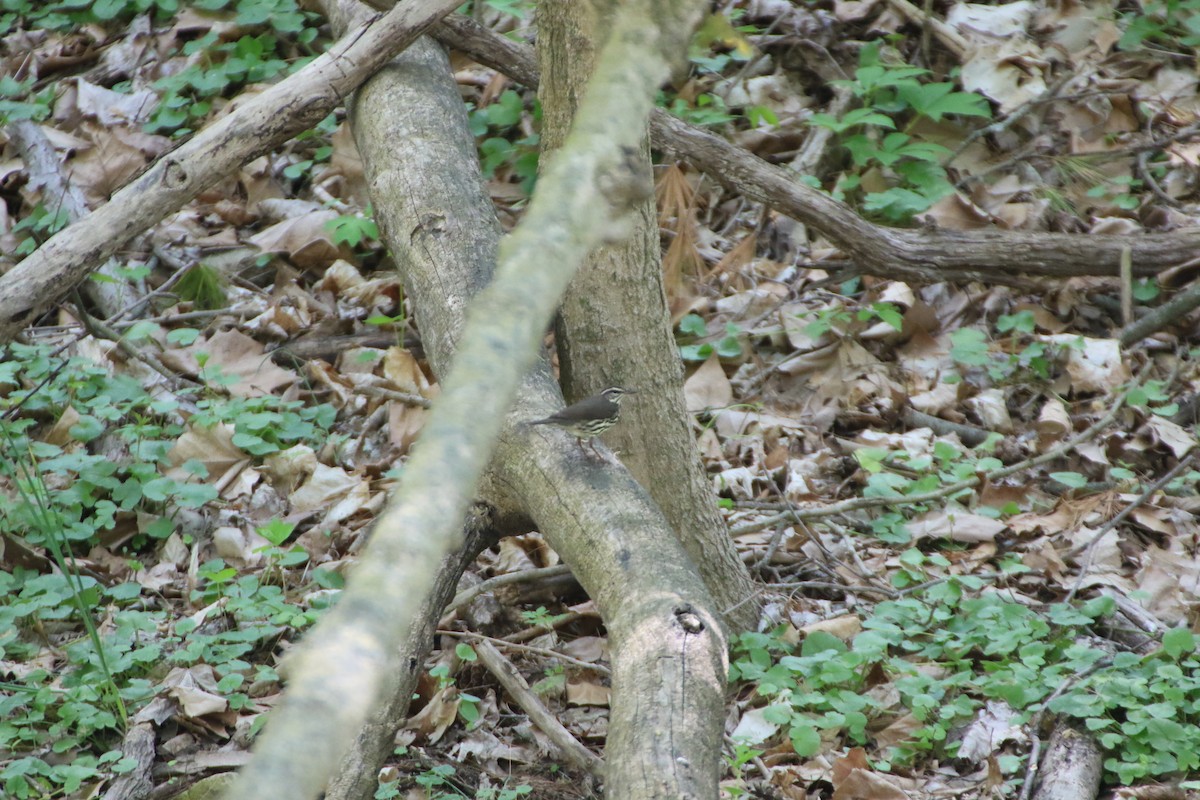 Northern Waterthrush - ML637742564