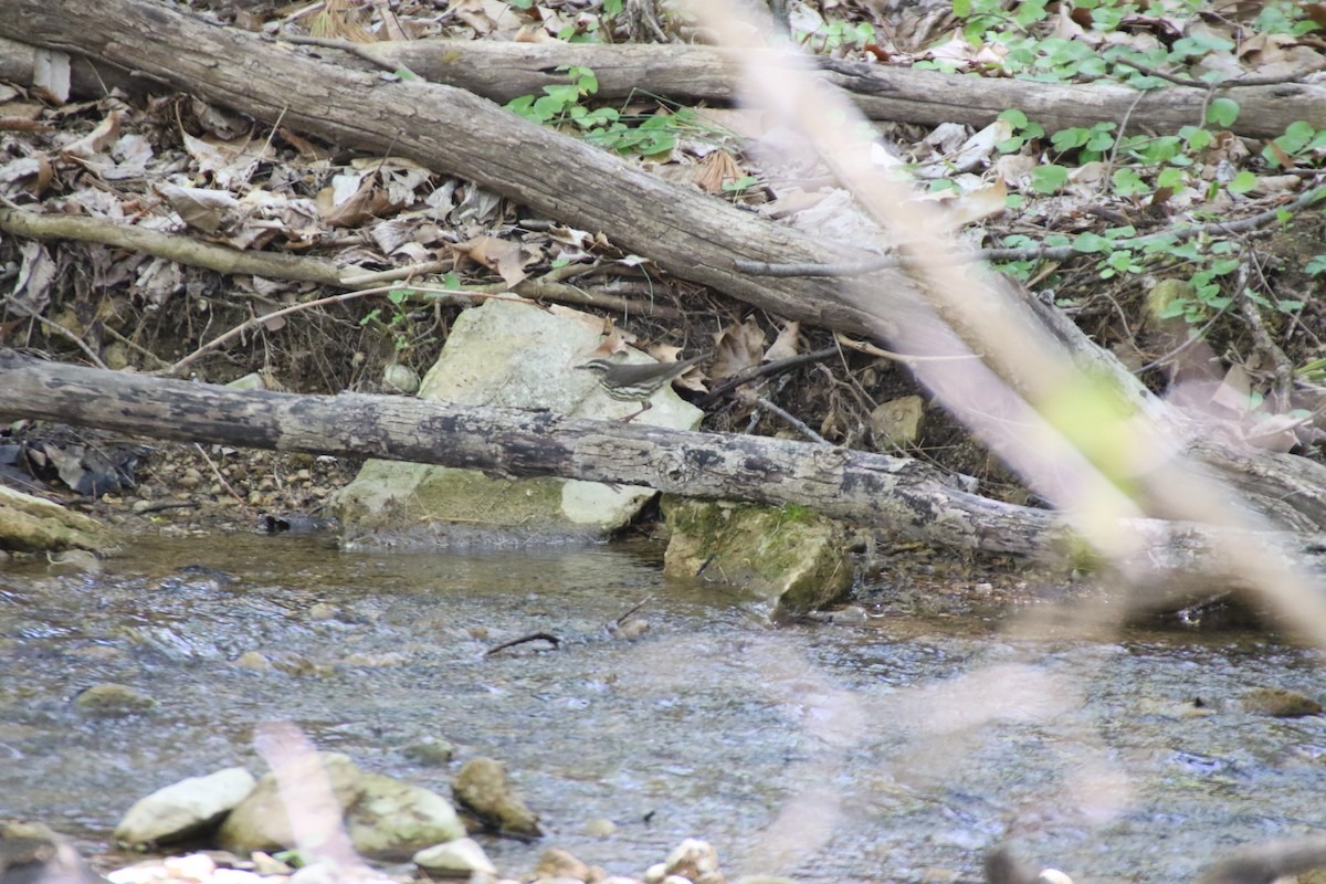 Northern Waterthrush - ML637742571