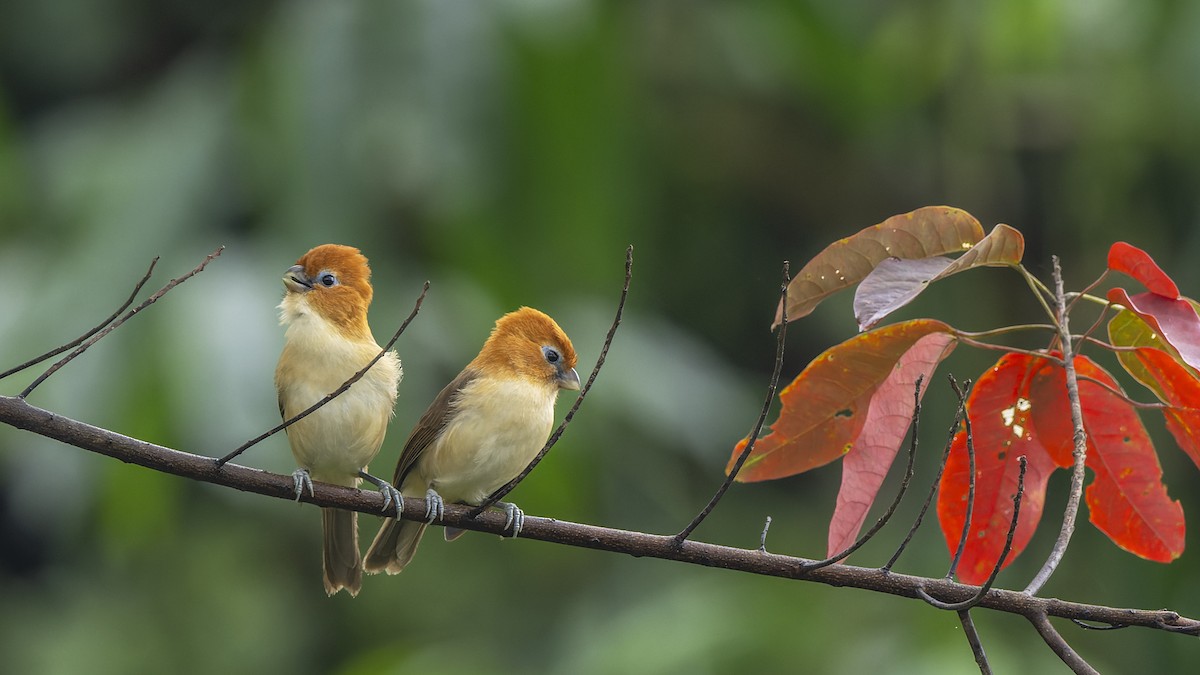 Rufous-headed Parrotbill - ML637742622