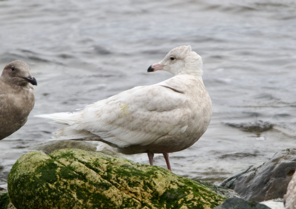 Glaucous Gull - ML637742629