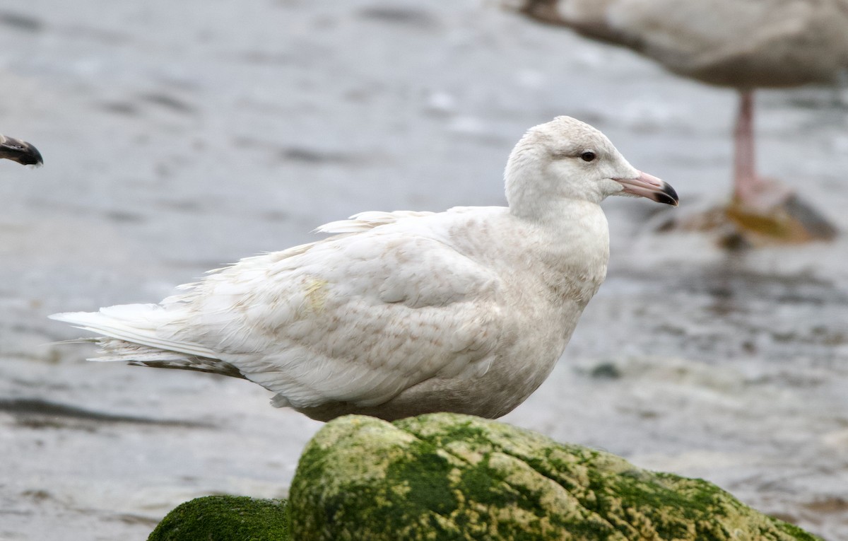 Glaucous Gull - ML637742631