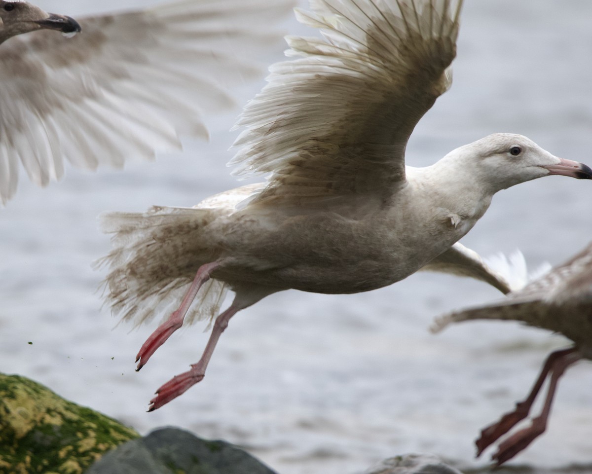 Glaucous Gull - ML637742633