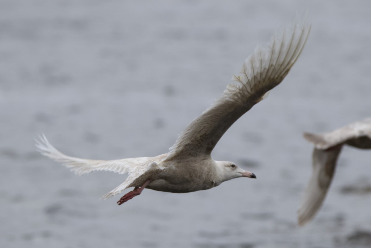 Glaucous Gull - ML637742646