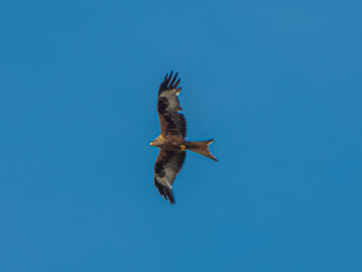 Red Kite - ML637742656