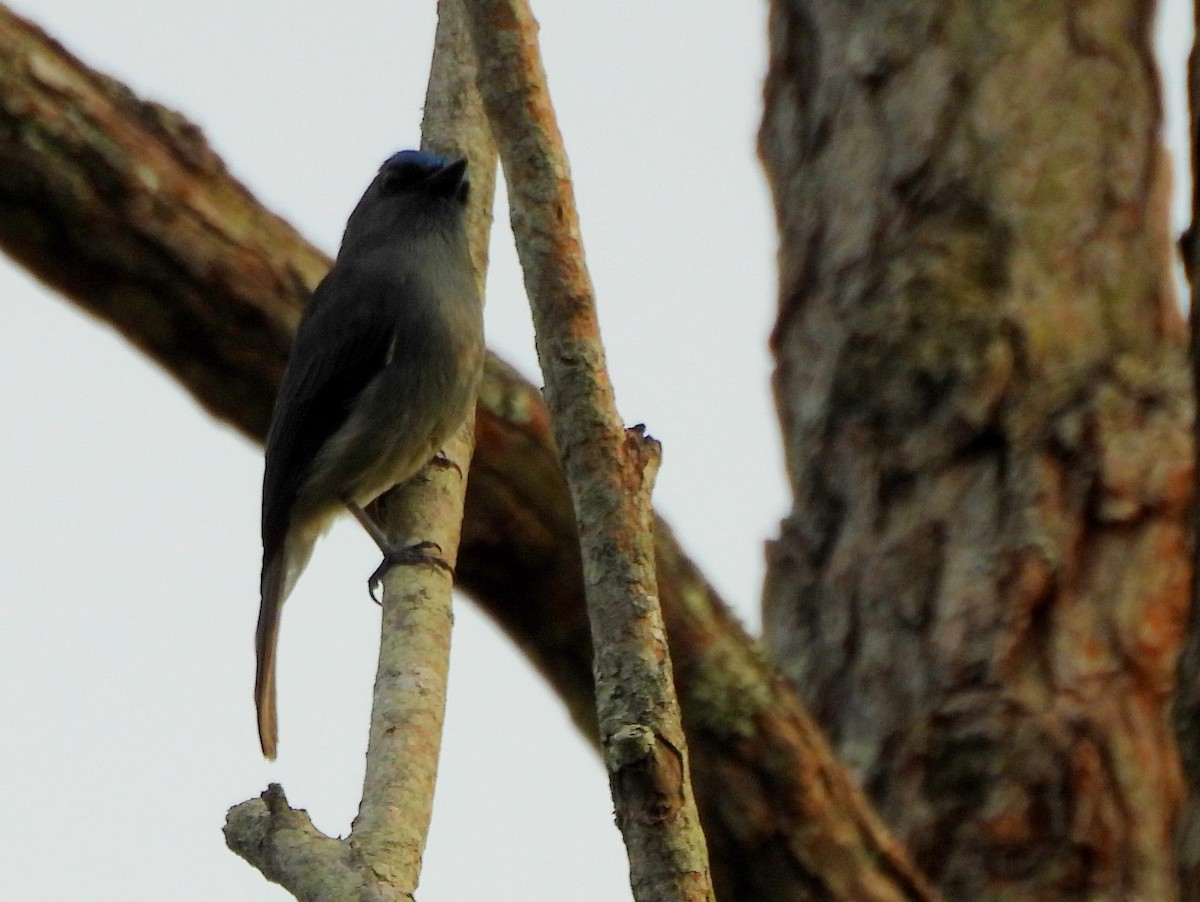 Dull-blue Flycatcher - ML637742681