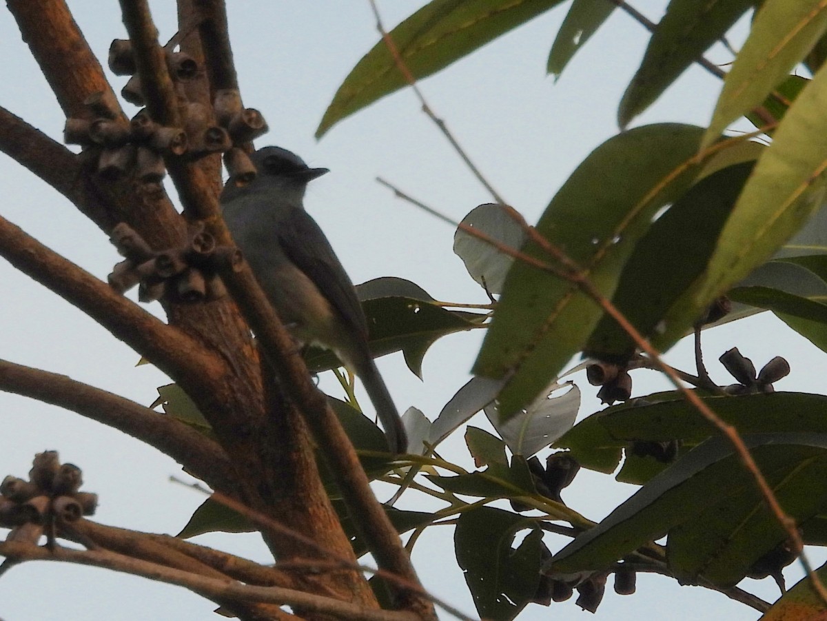 Dull-blue Flycatcher - ML637742682