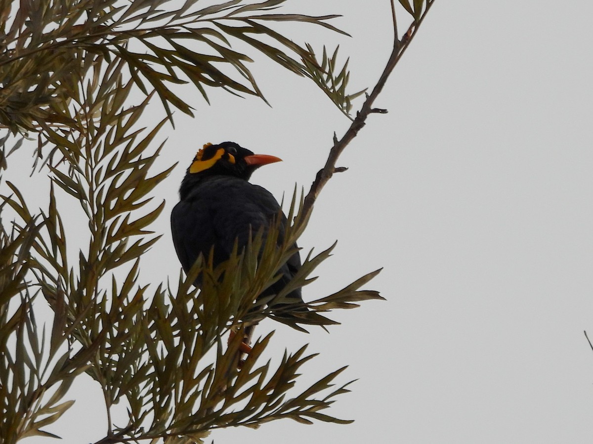 Southern Hill Myna - ML637742719