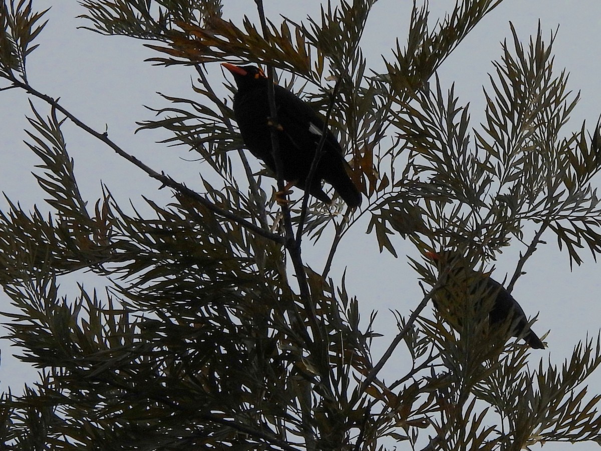 Southern Hill Myna - ML637742720
