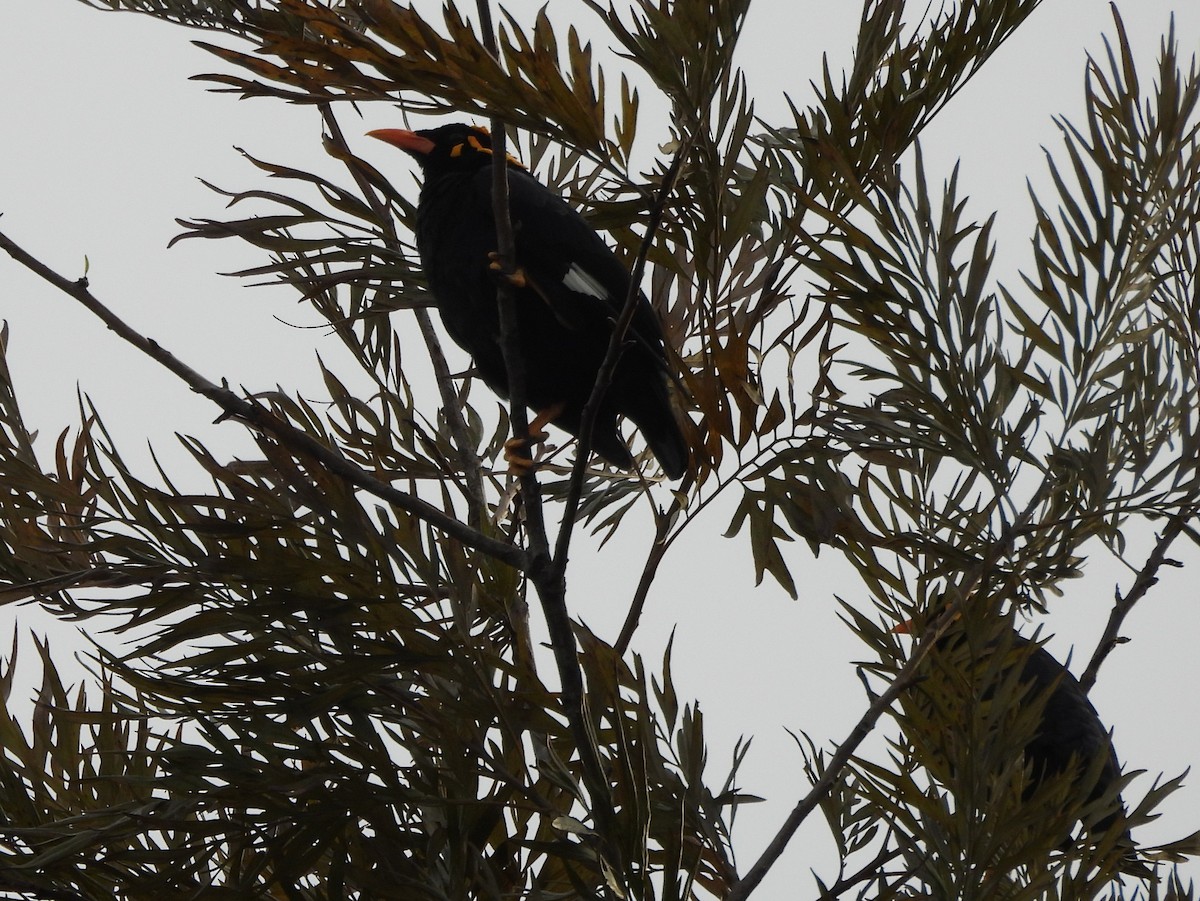 Southern Hill Myna - ML637742721