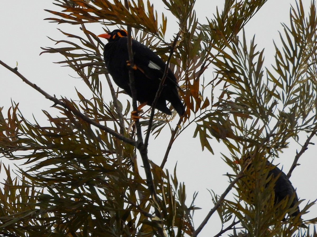 Southern Hill Myna - ML637742722