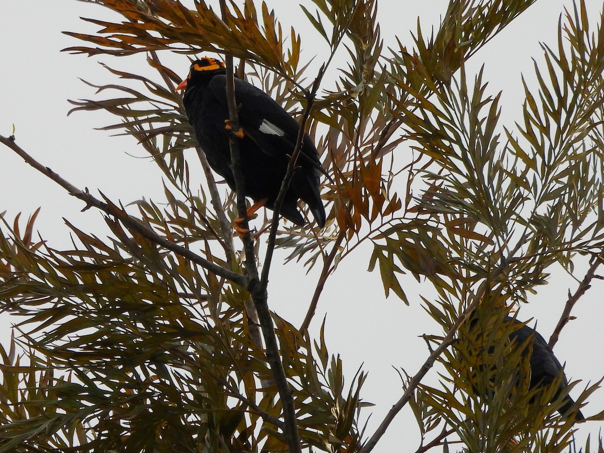 Southern Hill Myna - ML637742723