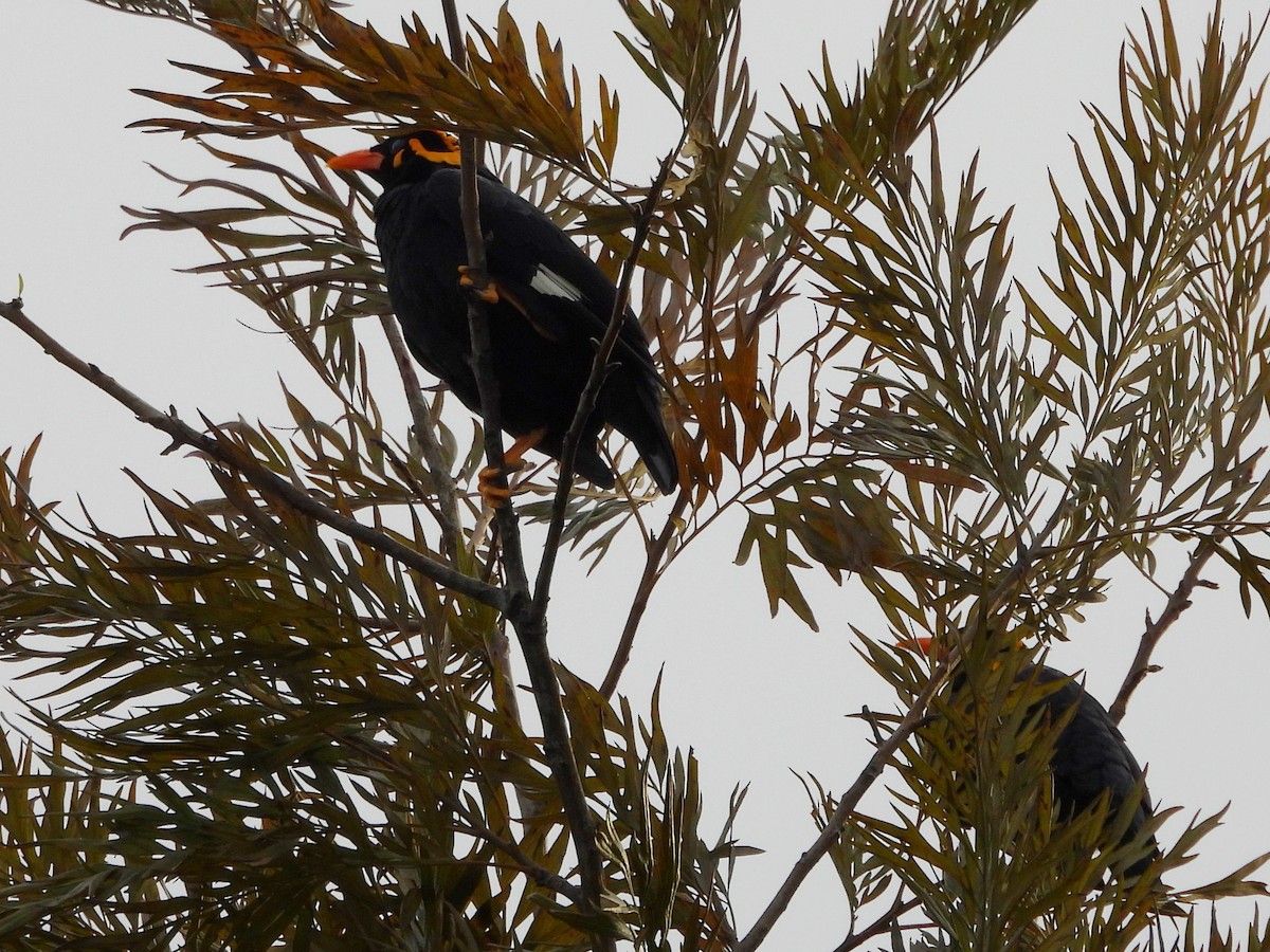 Southern Hill Myna - ML637742724