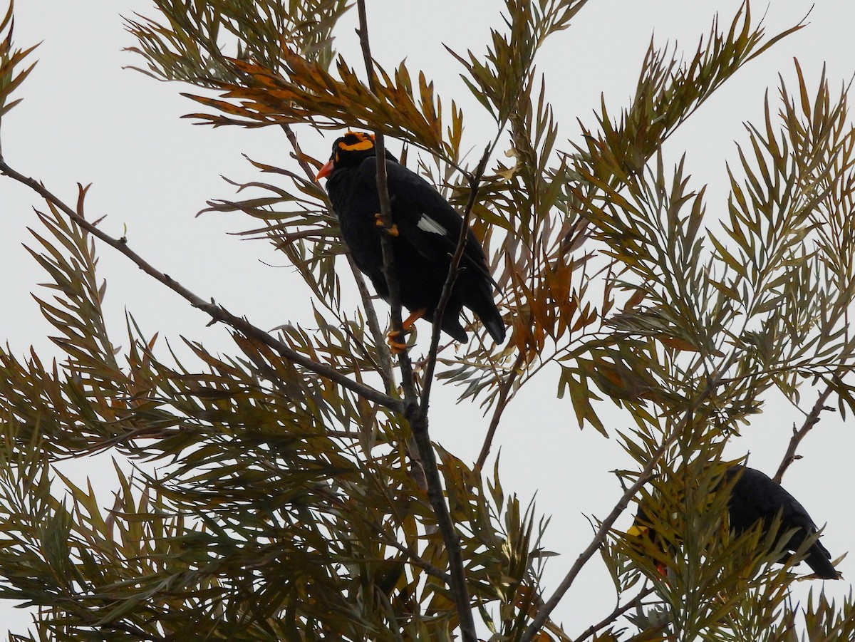 Southern Hill Myna - ML637742725