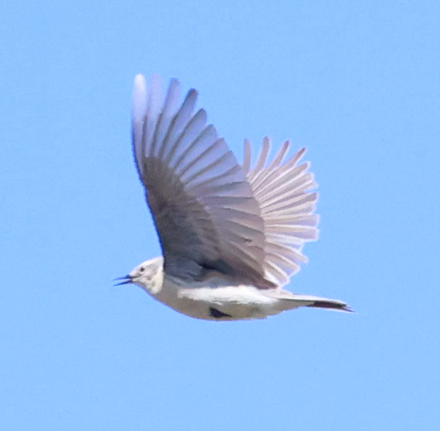 Water Pipit - ML637742729