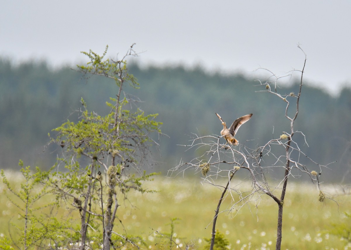 Прерийный кроншнеп - ML637742735