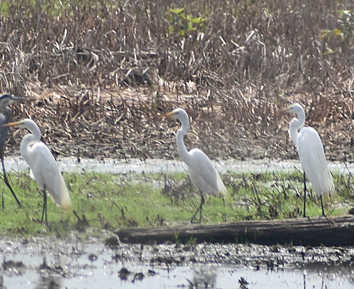 egretthegre - ML637742746