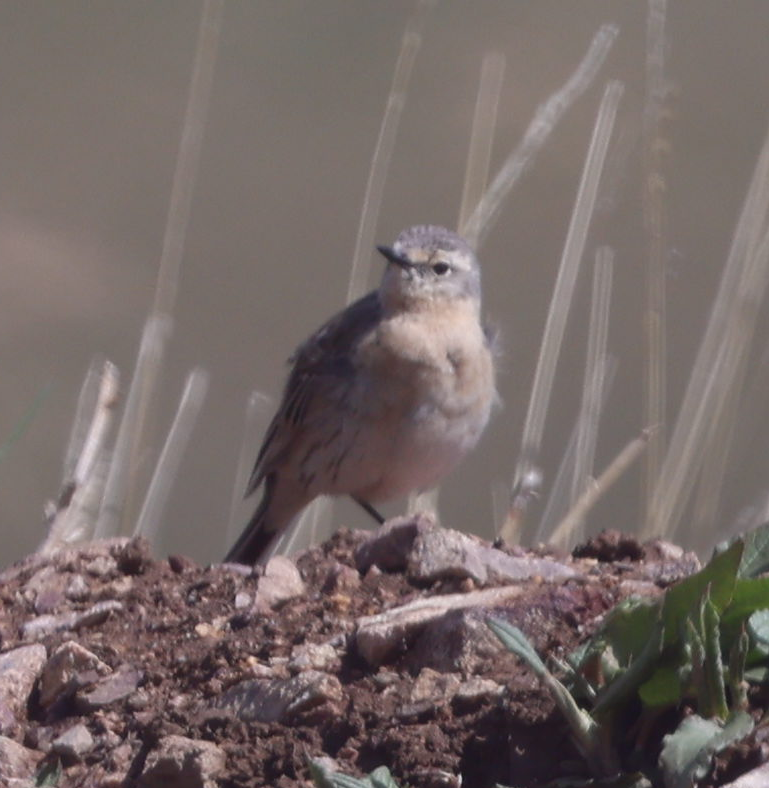 Water Pipit - ML637742754