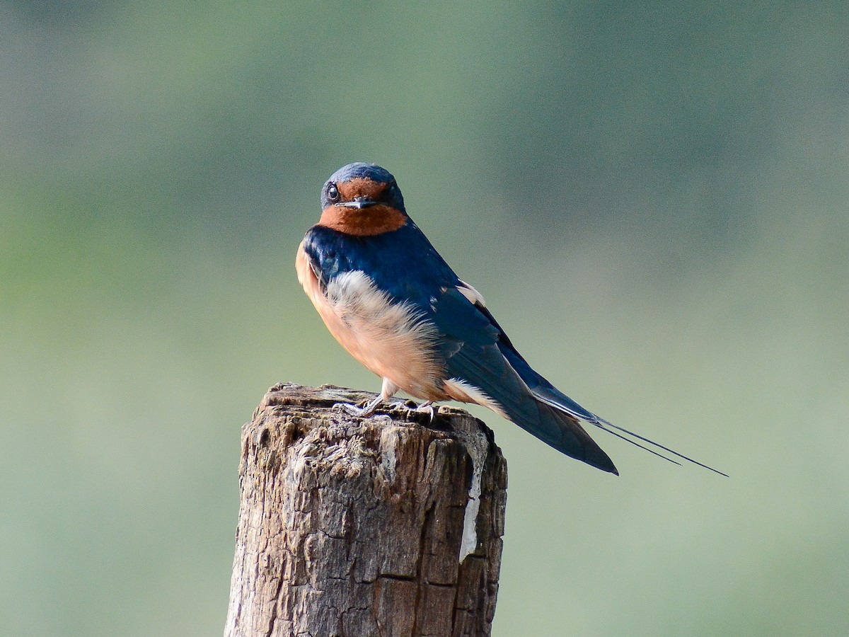 Barn Swallow - ML637742756