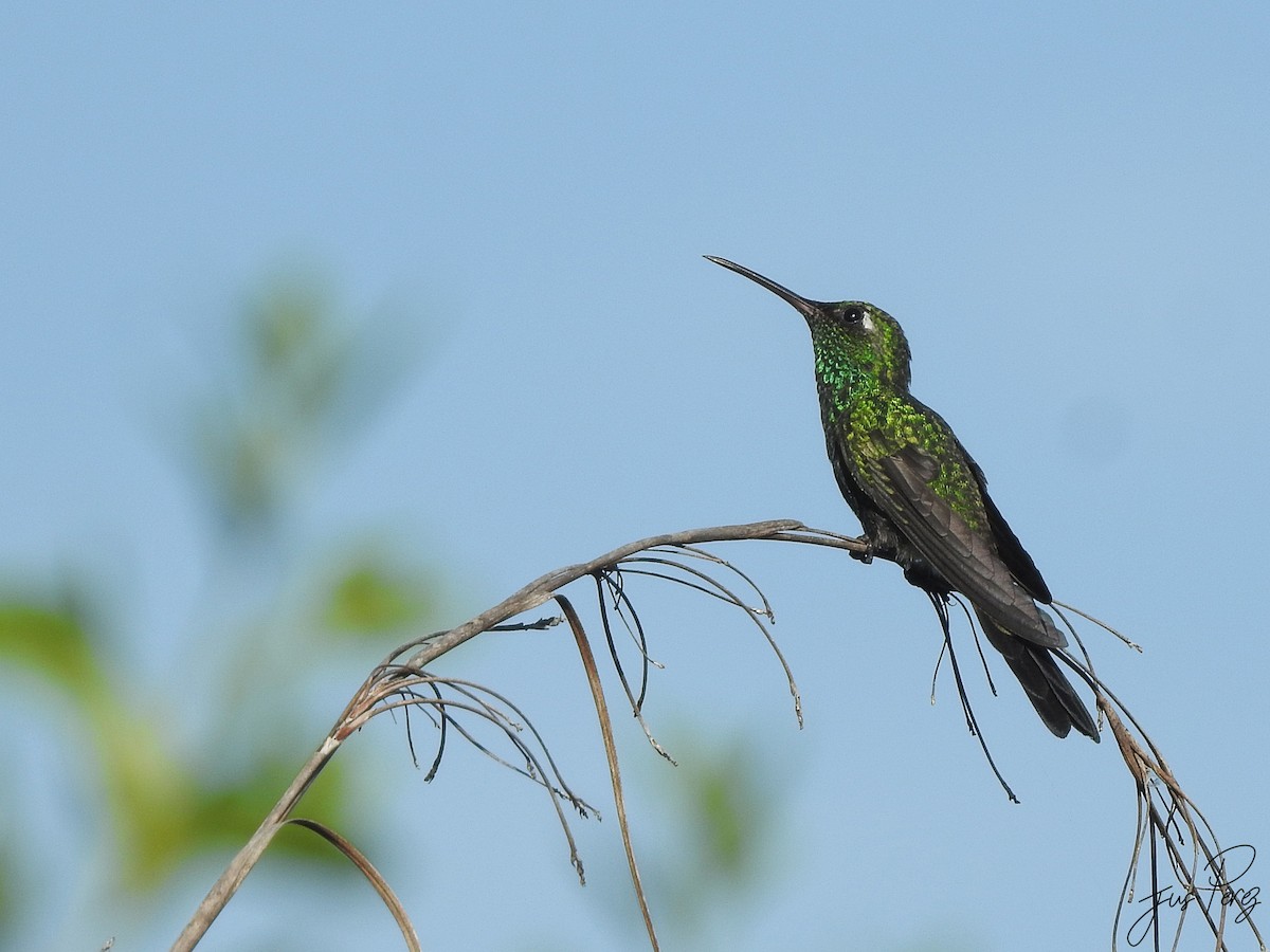 Cuban Emerald - ML637742789