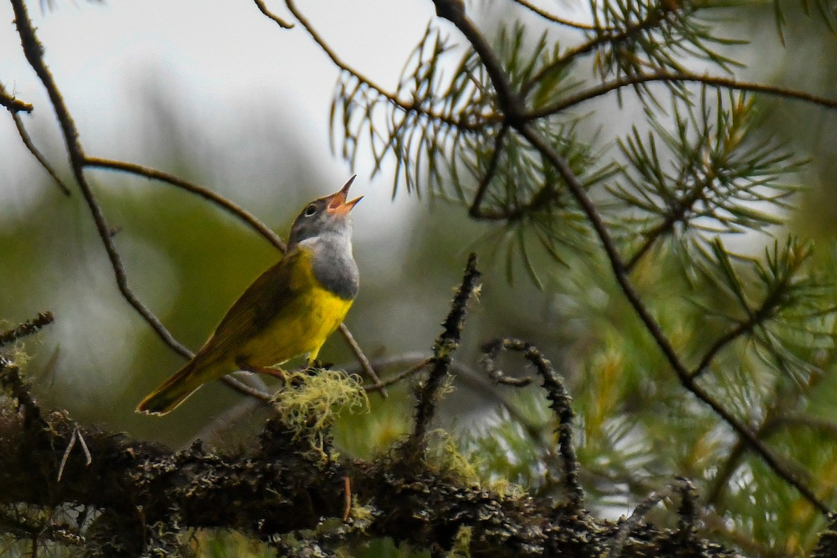 Connecticut Warbler - ML637742797