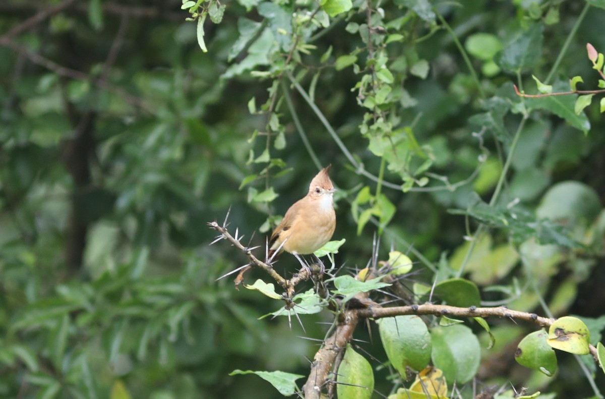 Crested Hornero - ML637742800
