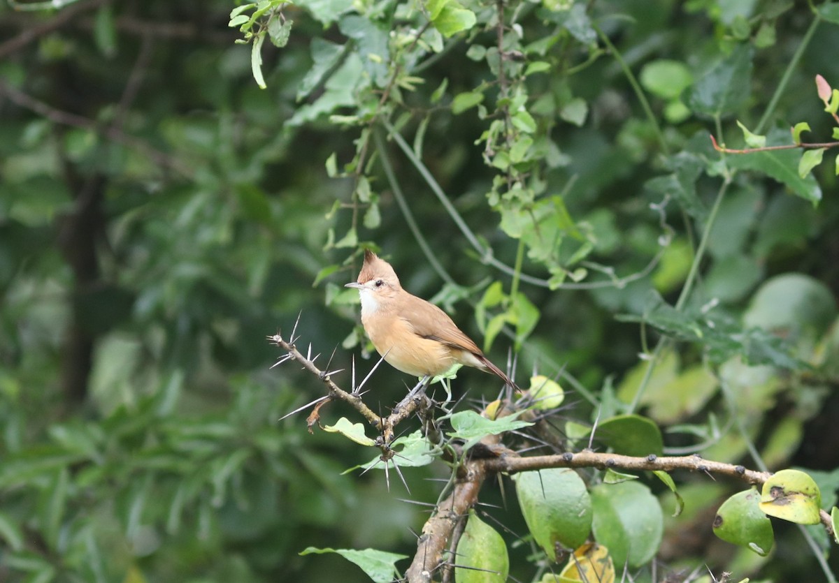 Crested Hornero - ML637742801