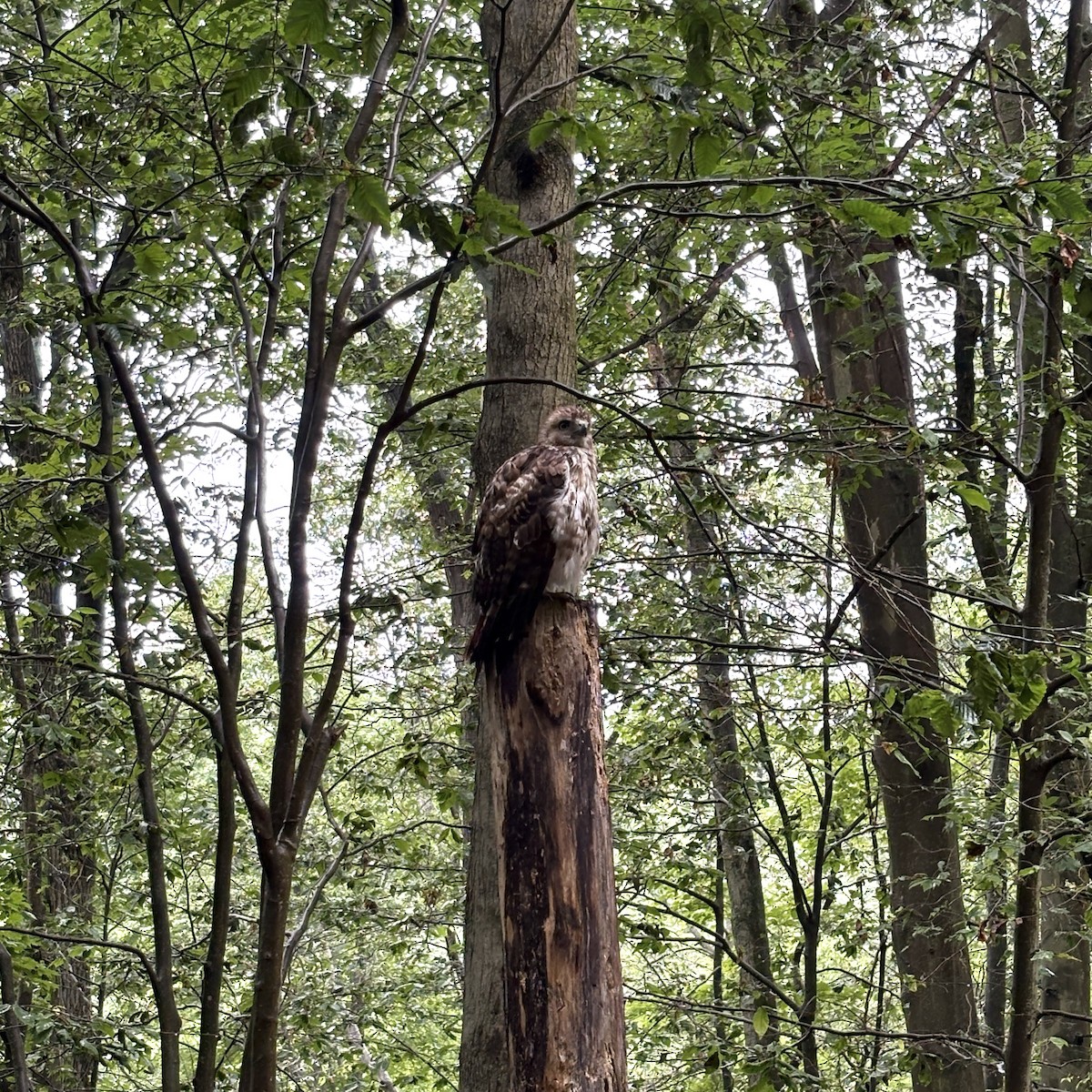 Red-tailed Hawk (borealis) - ML637742802