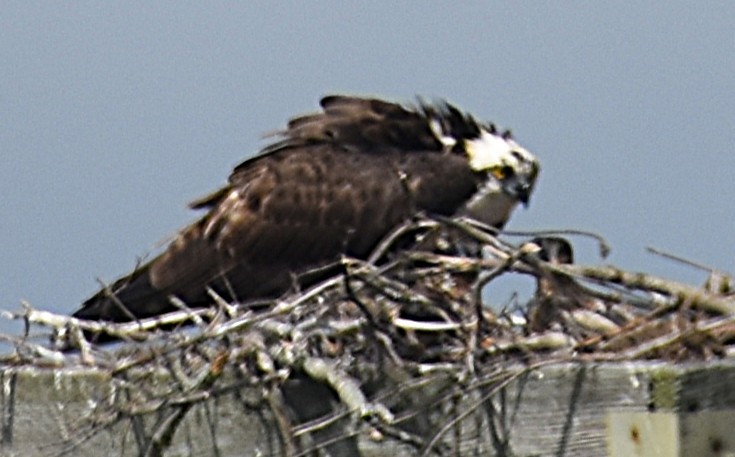 fiskeørn - ML637742811