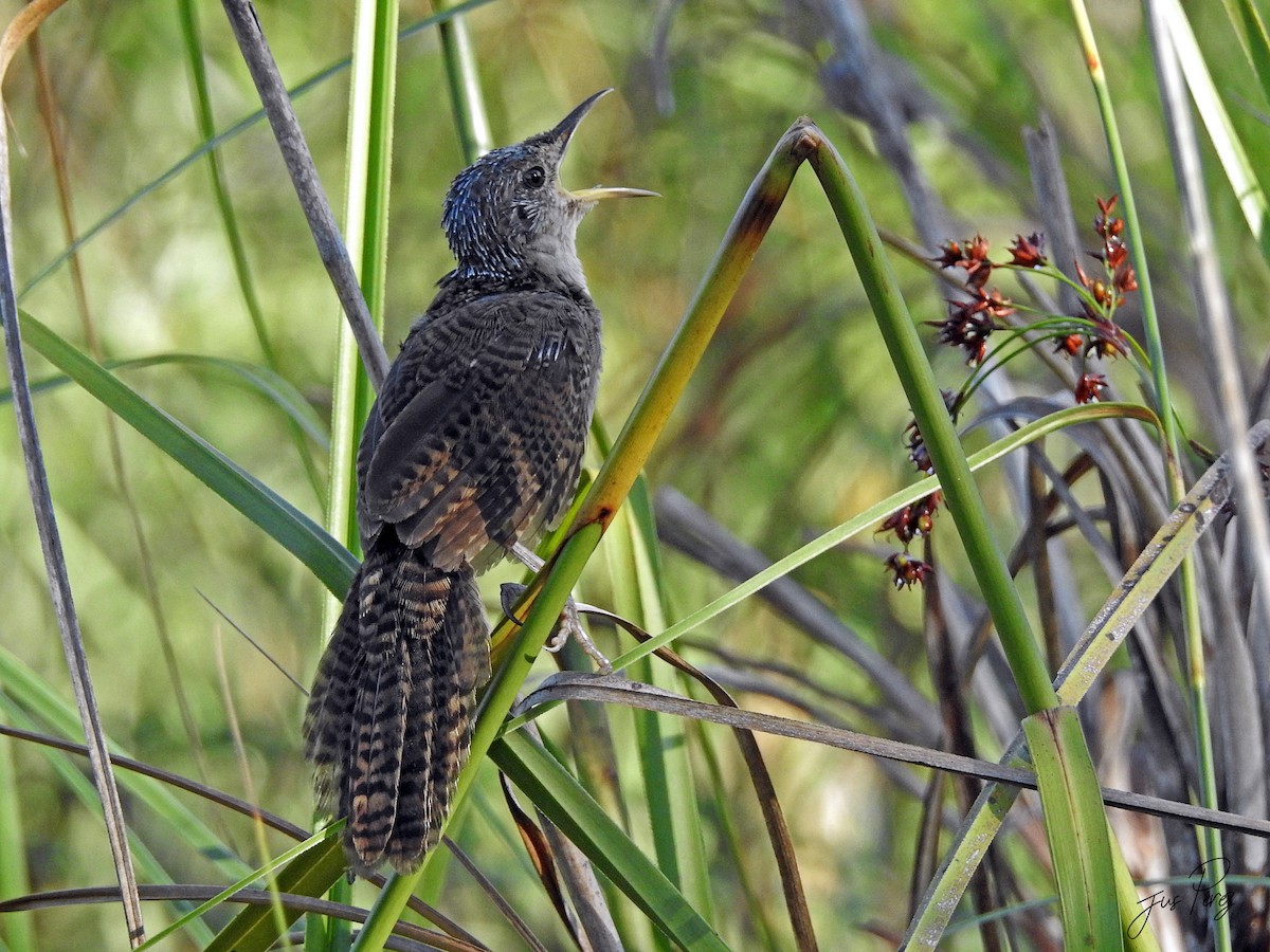 Zapata Wren - ML637742833