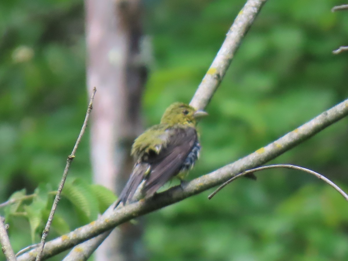 Scarlet Tanager - ML637742834