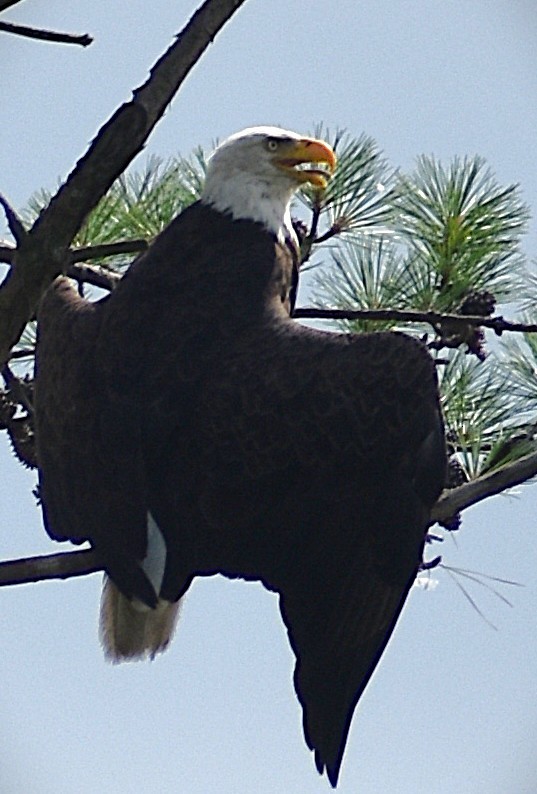 Bald Eagle - ML637742836