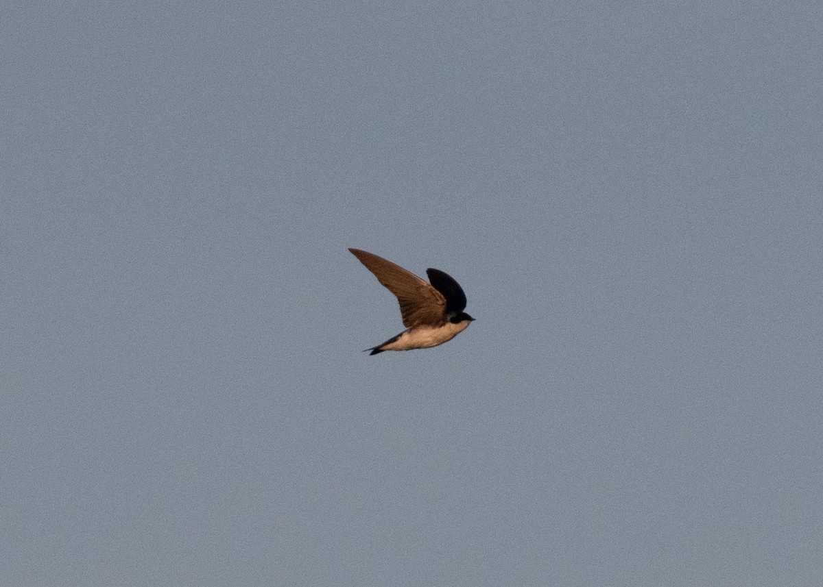 Tree Swallow - ML637742837