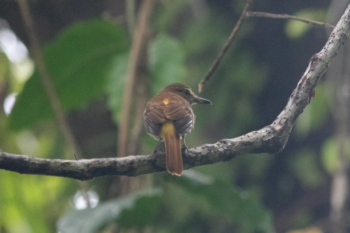 Bright-rumped Attila - ML637742838