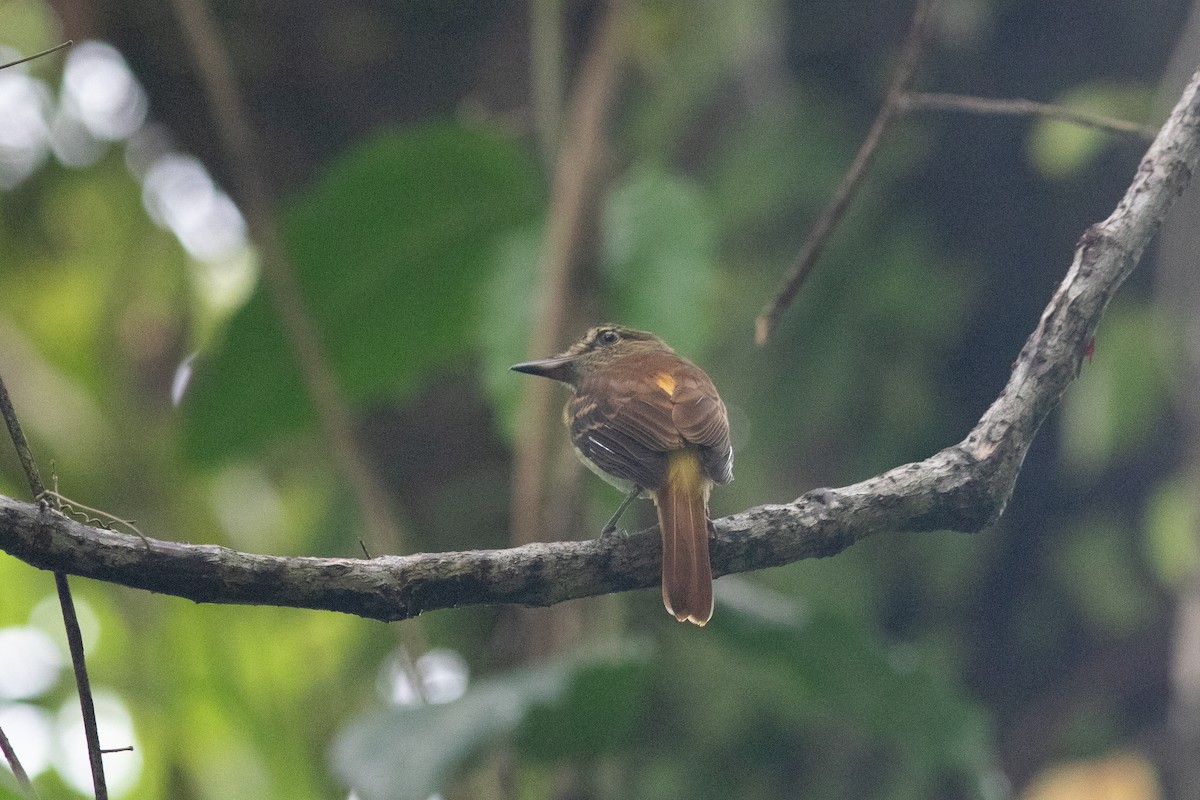 Bright-rumped Attila - ML637742839