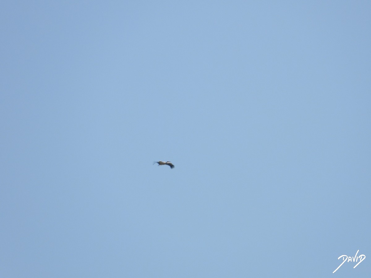 White Stork - ML637742840