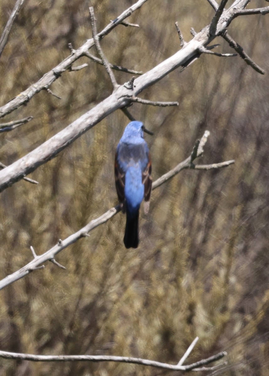 Blue Grosbeak - ML637742841
