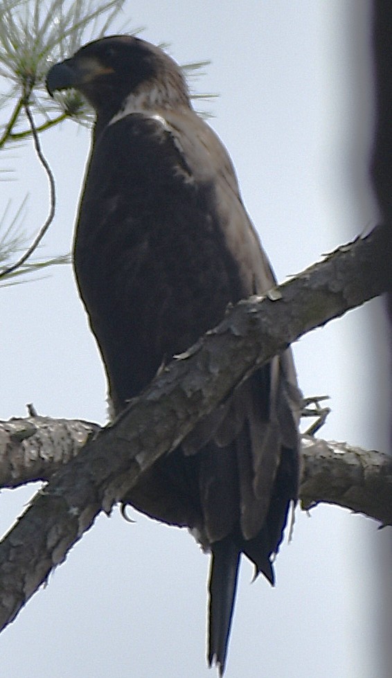 Bald Eagle - ML637742842