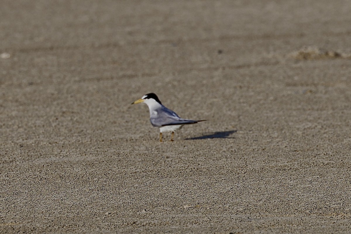 Least Tern - ML637742843