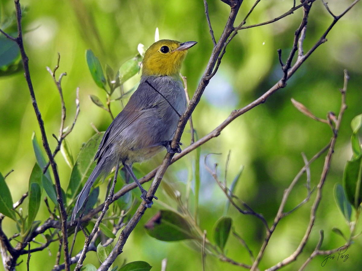 Yellow-headed Warbler - ML637742844