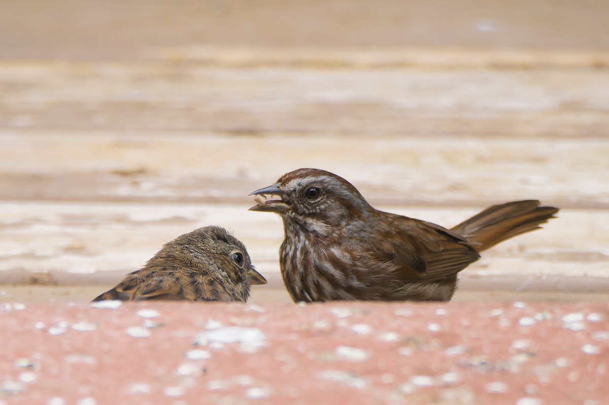 Song Sparrow - ML637742847