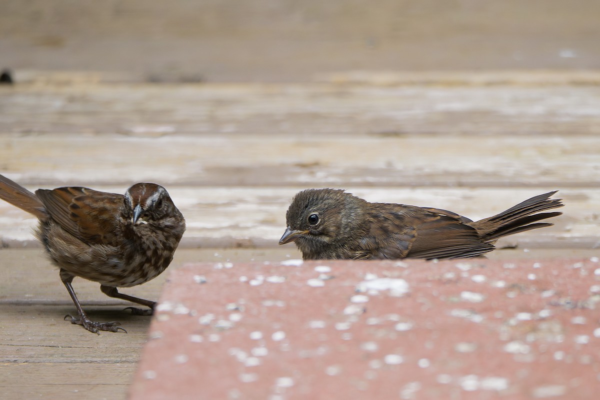 Song Sparrow - ML637742849