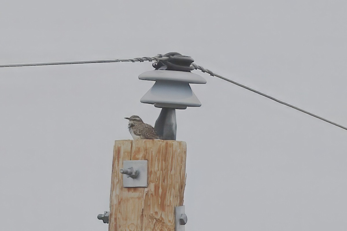 Cactus Wren - ML637742850