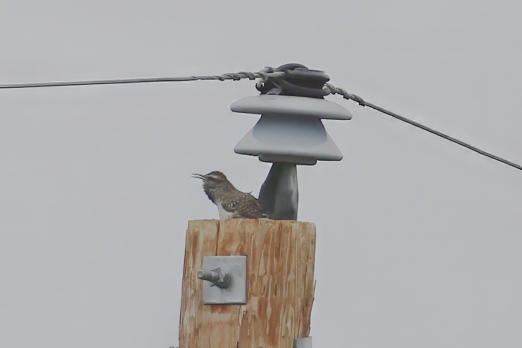 Cactus Wren - ML637742851