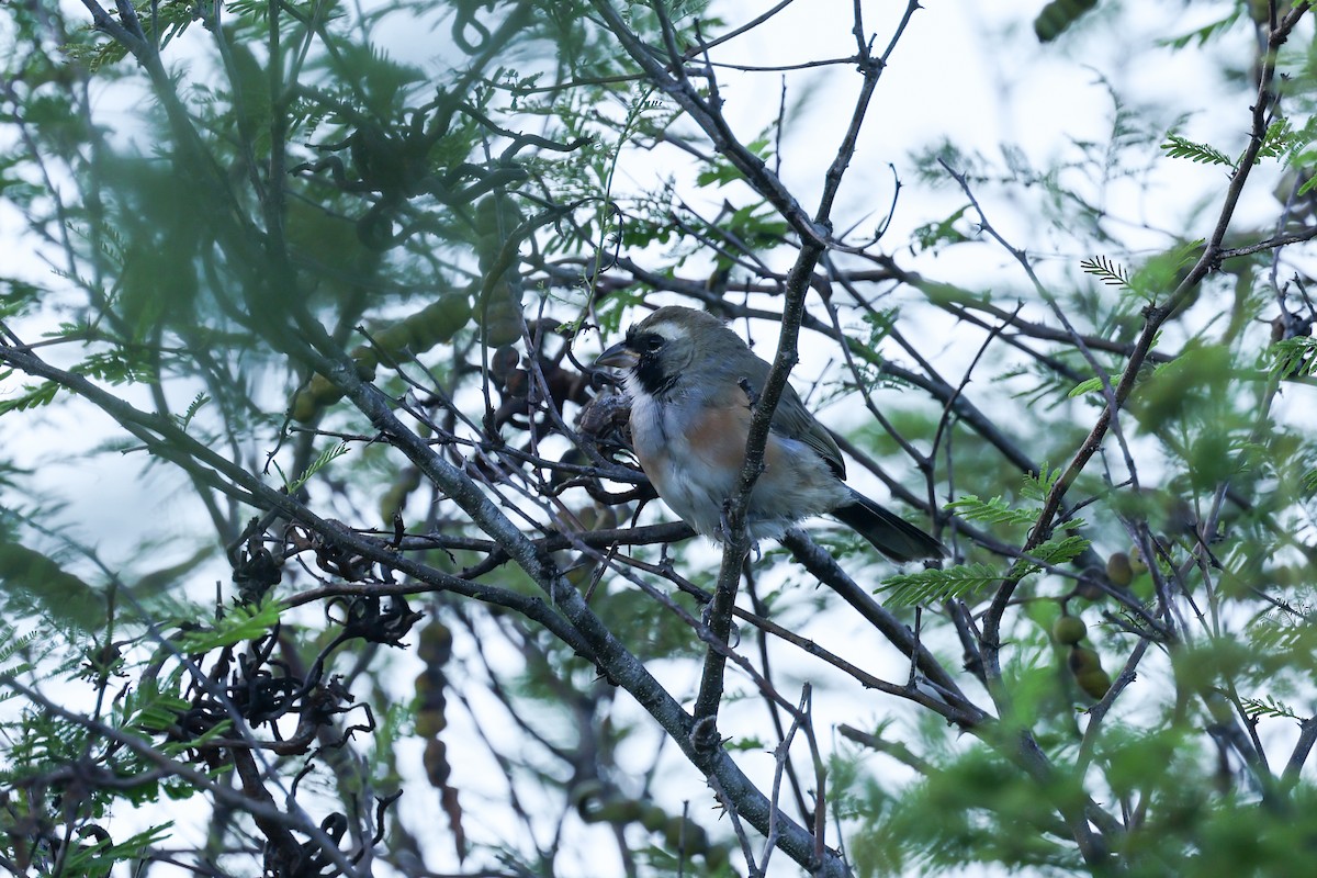 Many-colored Chaco Finch - ML637742852