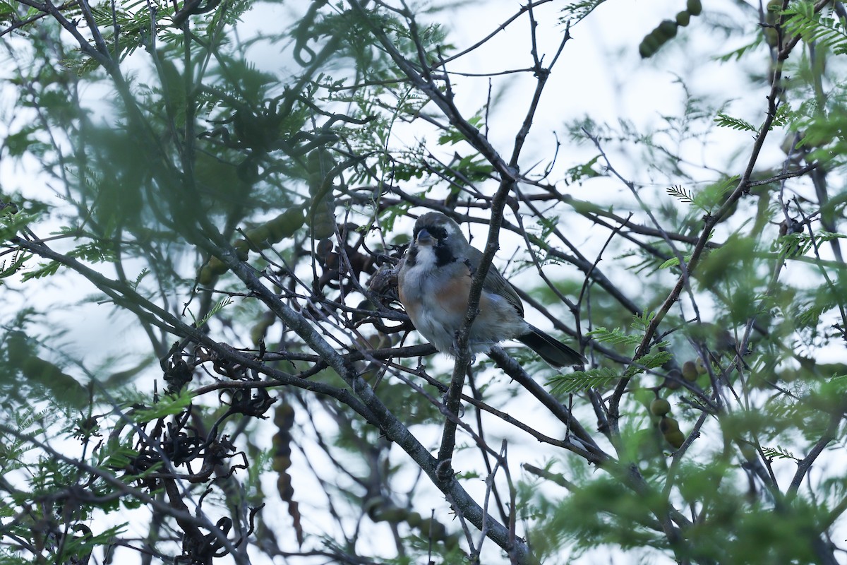Many-colored Chaco Finch - ML637742853