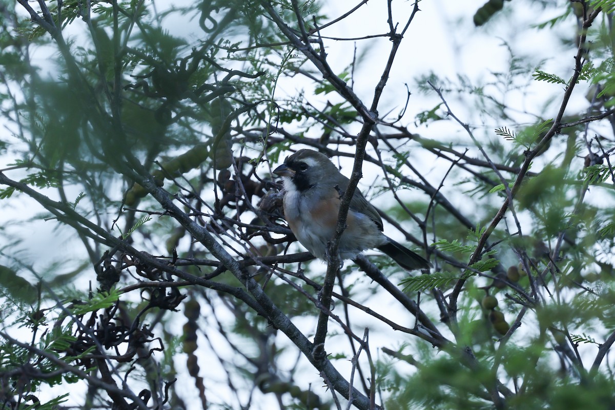 Many-colored Chaco Finch - ML637742854