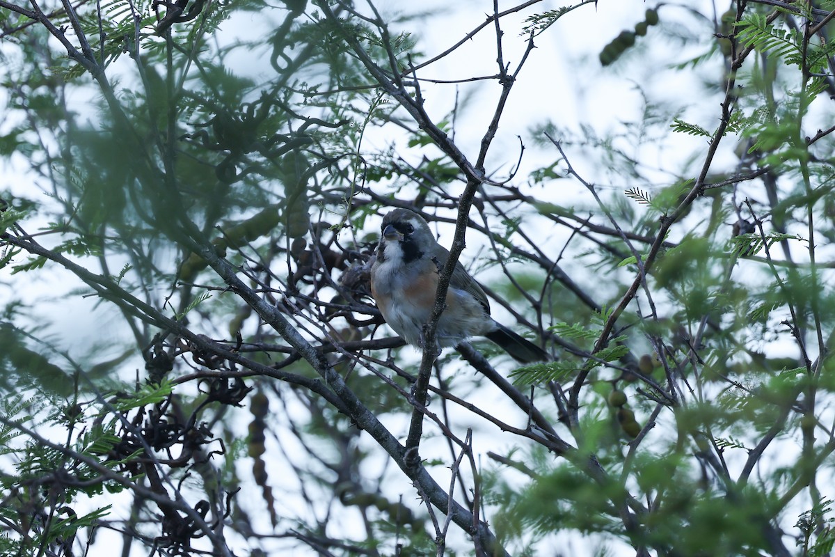 Many-colored Chaco Finch - ML637742855