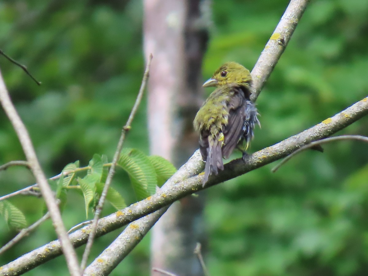 Scarlet Tanager - ML637742860